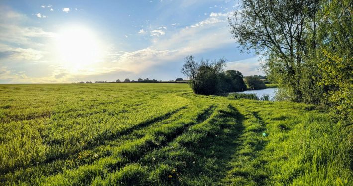 Green grass field